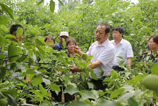 图为李保国在田间为田舍解说核桃栽培实用技术。。。。。。。